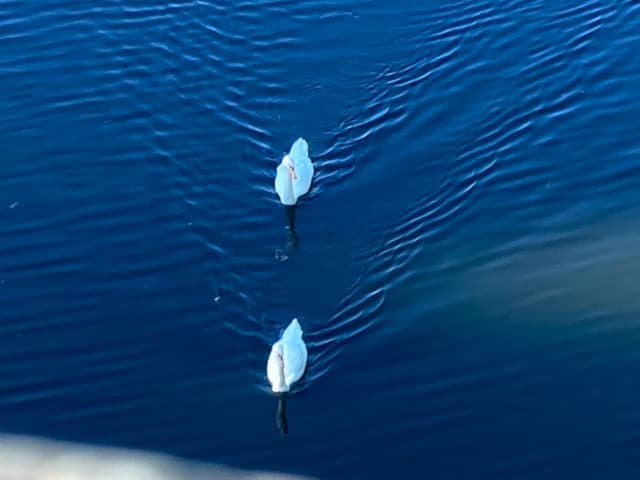 Soul Connection