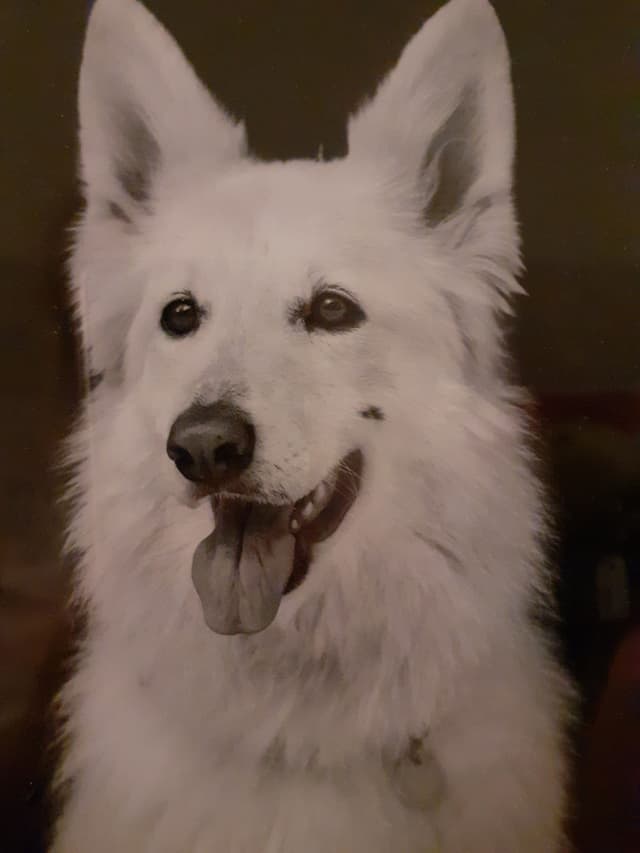 Belle. My White Wolf Within